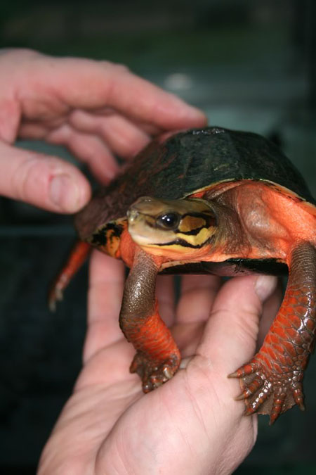 Chân dung loài rùa nghìn USD của Việt Nam