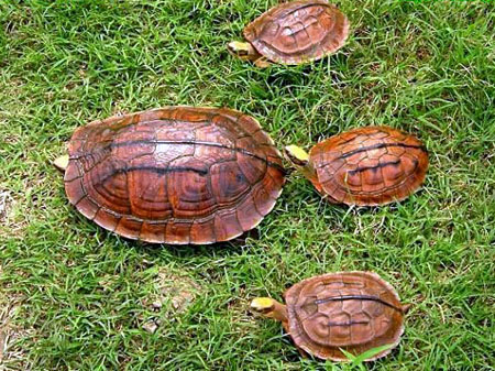 Chân dung loài rùa nghìn USD của Việt Nam