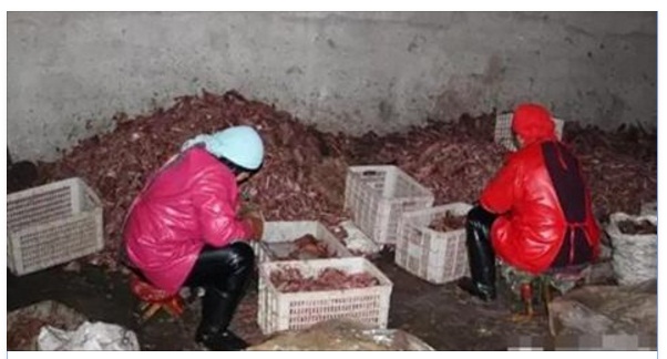 Hình ảnh kinh hoàng trong xưởng sản xuất thịt chó giả.