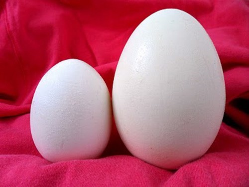 trứng ngỗng tốt cho phụ nữ mang thai 1