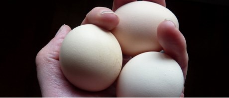 
Trứng gà giả: Trứng gà giả đang trở thành vấn đề đáng lo ngại ở Trung Quốc. Chúng được làm trông giống như trứng gà thật từ hỗn hợp tinh bột, chất kết tủa và nhựa với bột màu tạo màu sắc cho vỏ. Một người có thể làm ra khoảng 1500 quả trứng giả mỗi ngày.

