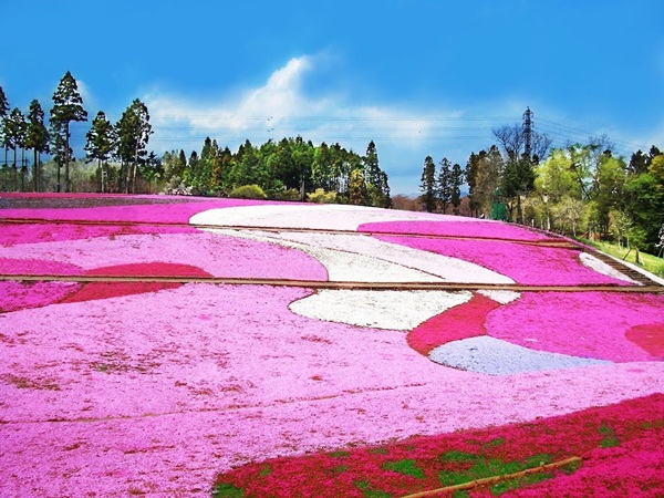 
Công viên hoa Hitsujiyama Park thuộc tỉnh Saitama với hơn 400 nghìn bông hoa của 8 loại khác nhau thu hút khách du lịch quanh năm
