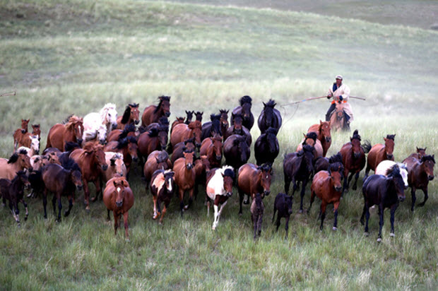 Một người chăn ngựa chạy ngựa trên đồng cỏ ở Nội Mông, khu tự trị của Trung Quốc.