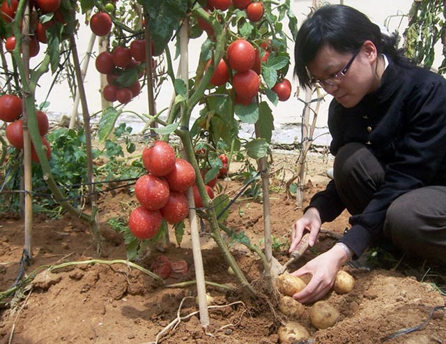 
Tại Việt Nam, sau 2 năm miệt mài nghiên cứu, từ việc ghép ngọn cây cà chua trên gốc cây khoai tây, kỹ sư công nghệ sinh học Nguyễn Thị Trang Nhã cũng cho ra đời giống cây cà chua khoai tây độc đáo.
