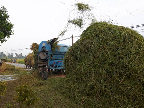 Máy tuốt lúa kéo đến tận nơi phục vụ mọi người.