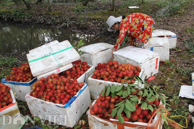 
Ông Bùi Thanh Liêm – Trưởng Phòng NNPTNT huyện Chợ Lách (Bến Tre) cho biết, ngành chức năng đã tổ chức thông báo bà con phun xịt đồng loạt loại ruồi vàng, thế nhưng bà con không đồng lòng. “Có người phun trước, có người phun sau, có người cũng không phun xịt nên ruồi di chuyển từ vườn này qua vườn khác, không tiêu diệt được. Chúng tôi không thể diệt hết loại ruồi này nhưng sẽ cố gắng tìm các giải pháp để hạ mật độ số ruồi vàng đến mức thấp nhất có thể” – ông Liêm nói.
