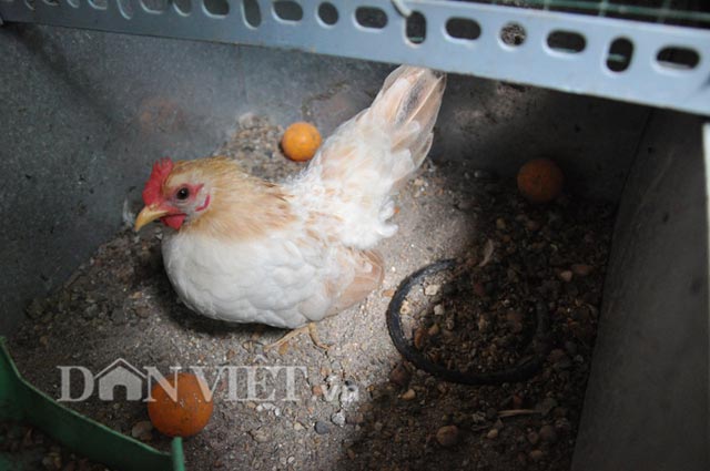 
Để kích thích gà mái đẻ trứng, anh Huế đã cho vào chuồng các quả bóng bàn, cho gà đẻ đúng chỗ quy định, không rơi vãi ra ngoài để đảm bảo chất lượng trứng.
