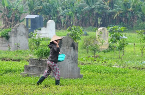 
Sau khi cắt xong, họ sẽ bón phân, phun thuốc trừ sâu... để nhanh chóng được thu hoạch vụ mới.
