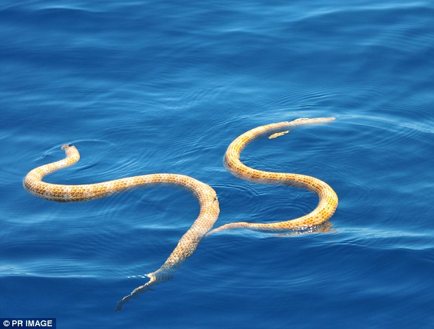 Đôi rắn biển quý hiếm tưởng đã tuyệt chủng được phát hiện ở ngoài khơi bờ biển Tây Australia. Những con rắn biển mũi ngắn được nhìn thấy lần cuối cùng vào khoảng hơn 15 năm trước.