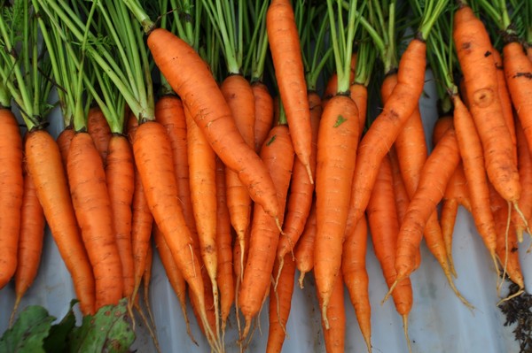 
Carotene – hoạt chất tạo nên màu vàng cam cho cà rốt. Nếu cơ thể bạn nạp quá nhiều chất carotene sẽ khiến da bị biến đổi thành màu vàng do gan bị nhiễm độc.
