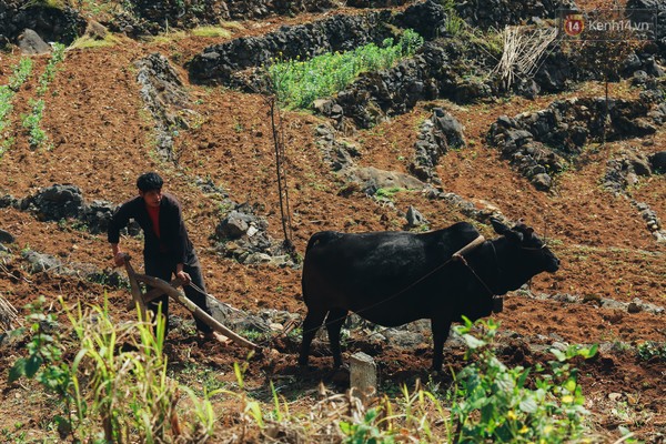 
... Cuộc sống của người dân trở lại bên nương lúa, đồi ngô. Xuân sang cũng là lúc các hộ gia đình hối hả vỡ nương, chuẩn bị cho một mùa cấy trồng lớn trong năm.
