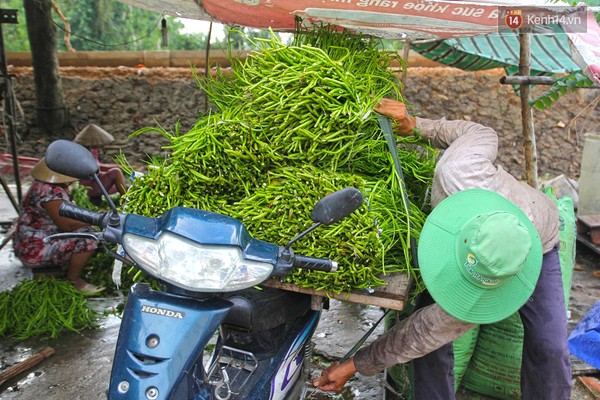 Thân rau muống sau đó được bó lại và đưa đến cơ sở bào rồi phân phối đến các quán ăn khắp Sài Gòn.