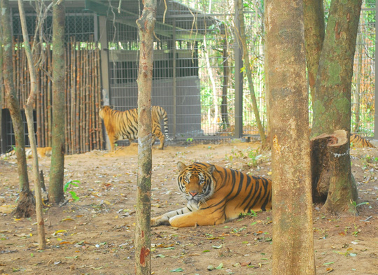 
Khu vực dành riêng cho hổ Bengal.
