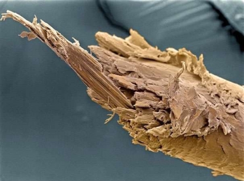 
Hình ảnh phóng đại của một sợi tóc
