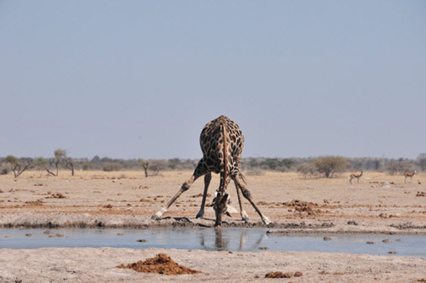 Một con hươu cao cổ chật vật để uống nước từ một hố nước trong vườn quốc gia Nxai Pan, Botswana.