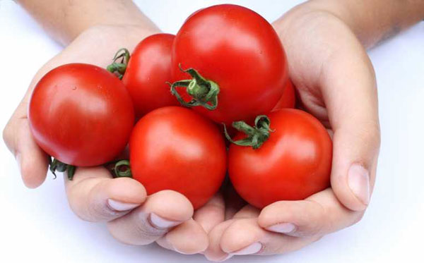 
Không nên ăn nhiều hạt cà chua: Hạt cà chua cũng như hạt ổi, trong đường ruột, không tiêu hoá được.
