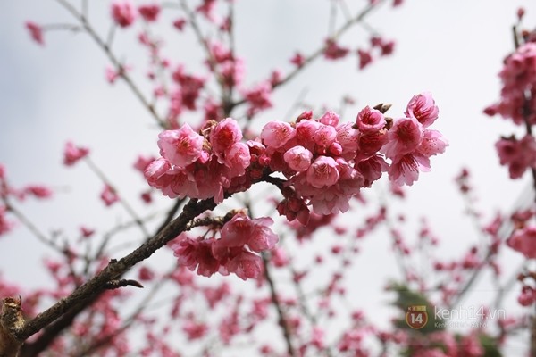 Người dân nô nức chụp ảnh bên hoa anh đào nở rộ đúng dịp đầu năm mới ở Sa Pa 11