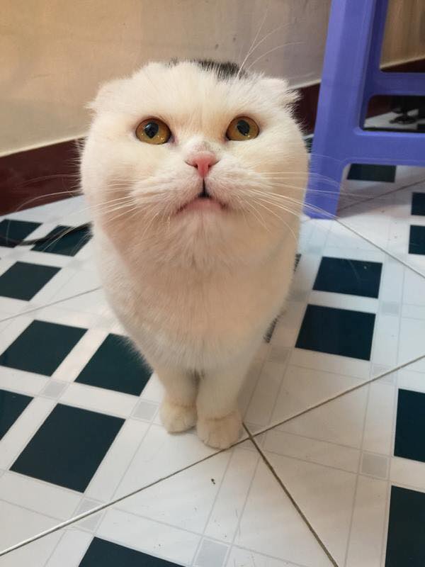 Chú mèo tên Bluto - giống mèo Scottish Fold (mèo tai cụp) có giá 1900 USD.