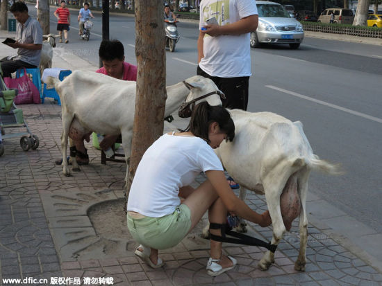 Một cặp đôi trẻ tuổi đã mang 4 con dê ra lề đường để bán sữa tươi cho khách có nhu cầu tại thành phố Tây An, Trung Quốc.