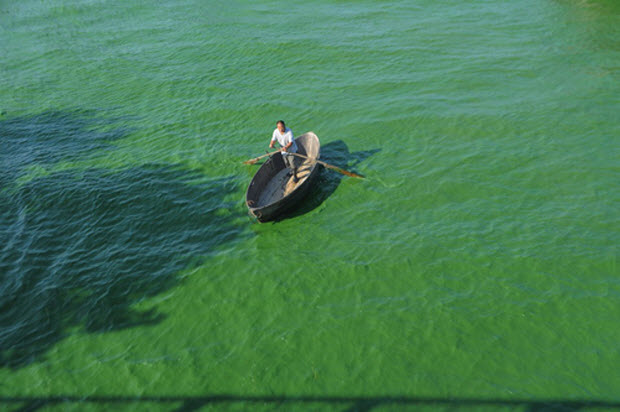 Một ngư dân chèo thuyền trên hồ Chao Hu phủ đầy tảo xanh ở Hợp Phì, Trung Quốc.