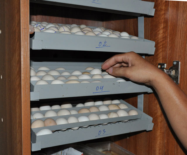 
Trứng gà Tân Châu sau khi đẻ được cho vào máy ấp…
