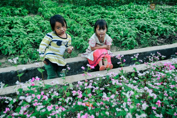 Vào ngày 12-15 tháng 11, Hà Giang sẽ có lễ hội hoa tam giác mạch cho du khách tới tham quan.