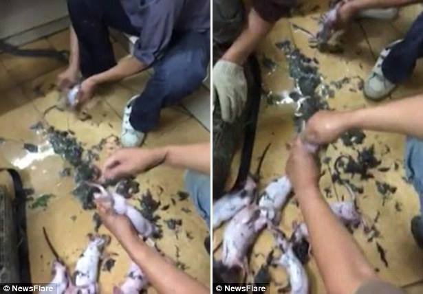 
Những người đàn ông Trung Quốc này có lẽ đã quá quen với công việc làm thịt hàng trăm còn chuột mỗi ngày.
