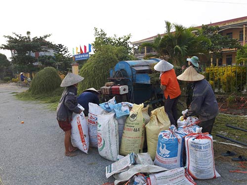 Các bao đầy thóc chờ đưa về.