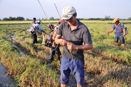 
Người đàn ông chủ ruộng đứng trên bờ thấy chuột chạy nên dùng tay bắt.
