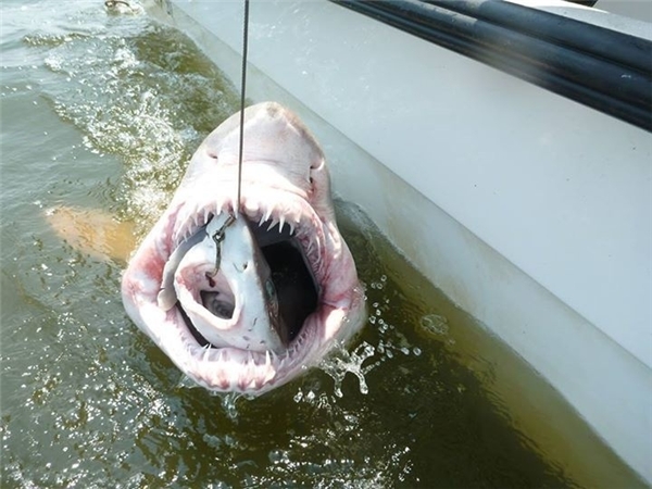 Cá mập hổ nuốt chửng một con cá mập có kích thước nhỏ hơn ở Vịnh Delaware، Mỹ.