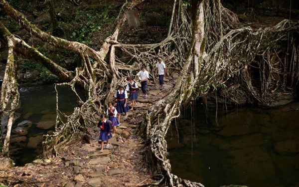 Người dân ở bang Meghalaya, Đông Bắc Ấn Độ không cần phải xây dựng cầu. Những rễ cây ở đây đã phát triển mạnh mẽ và kết nối lại thành cầu. Một cây cầu rễ cây như vậy có sức chứa đến 50 người. (ảnh: Reddit).