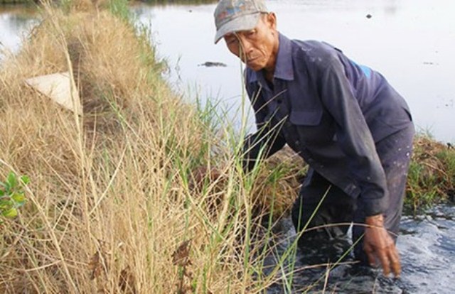 Ông Võ Văn Thành đang nhổ cỏ trên cánh đồng Tràm (phường Thạnh Mỹ Lợi, quận 2), cạnh ông nước ruộng sủi đầy bọt trắng. Ảnh: TRẦN NGỌC