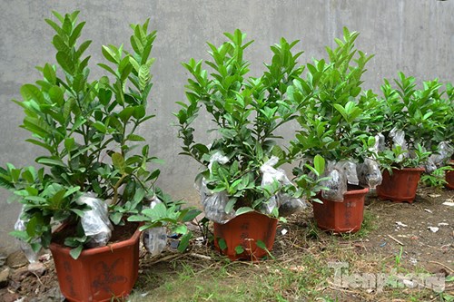 
Năm đầu tiên thử nghiệm trồng phật thủ, gia đình ông Thắng trồng được 40 cây.
