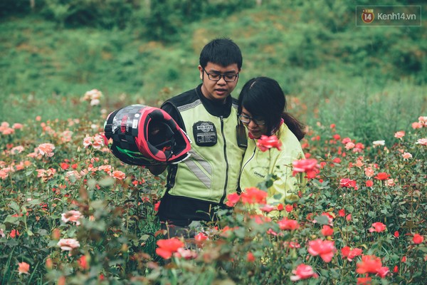 
Hoa hồng Phó Bảng đẹp mê hồn vào mùa hè.
