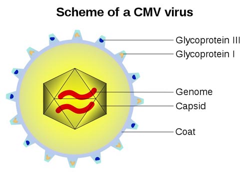 Cấu tạo virus CMV