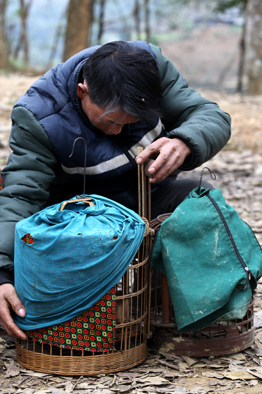 Chợ phiên, chợ chim, họa mi