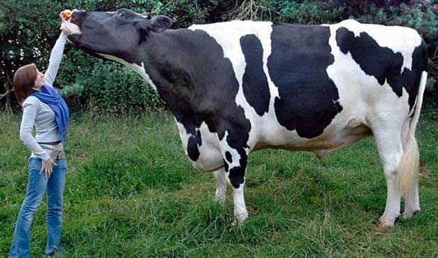 Một con bò giống Frisian đạt tới trọng lượng hơn 1 tấn.