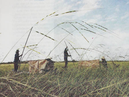
Thu hoạch lúa ma ở VQG Tràm Chim Tam Nông. Ảnh: Nhân dân