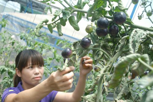 Quả có màu tím đen và hàm lượng chất dinh dưỡng cao, thậm chí được cho là có tác dụng chữa một số loại bệnh. Vì vậy, dù giá sản phẩm cao gấp 4 lần loại bình thường nhưng vẫn rất hút khách.