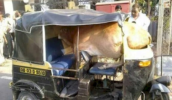 
Bò là loài vật linh thiêng trong văn hóa Ấn Độ, thế nên nó được quyền đi xe, đừng có tị với cả con bò.
