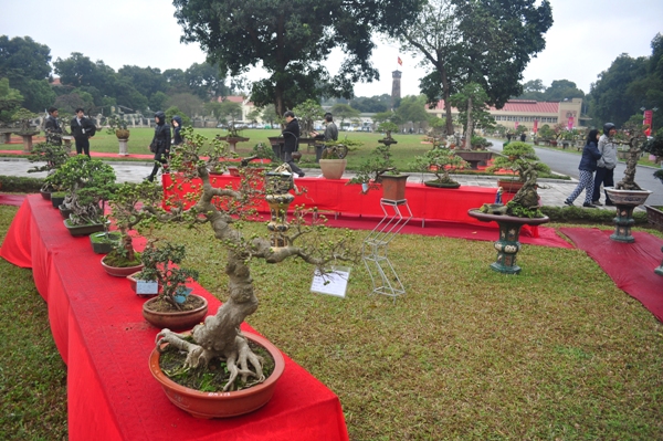 cay-canh-nghe-thuat-hinh-anh-15