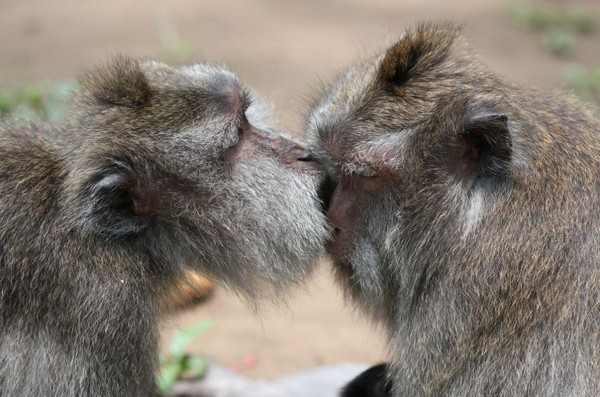
Khoảnh khắc thân mật của hai chú khỉ. (Tác giả: Petra Burová)
