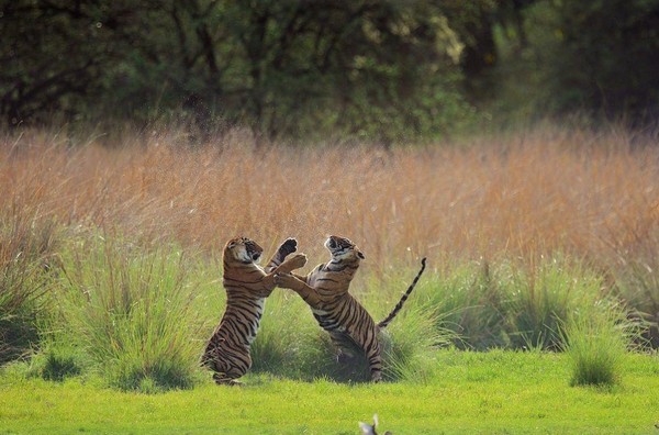 
Khoảnh khắc vui đùa của những chú hổ. (Tác giả: Thomas Vijayan)
