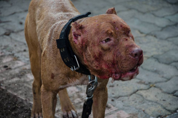 Hình ảnh chú chó Pit bull mặt đầy máu sau cuộc cắn xé được tác giả chụp lại - (Nguồn NVCC)