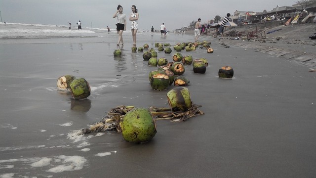 Tại bãi biển Thịnh Long (Hải Hậu, Nam Định), la liệt vỏ dừa đã được du khách vứt ngay trên bờ. (Ảnh: Internet)