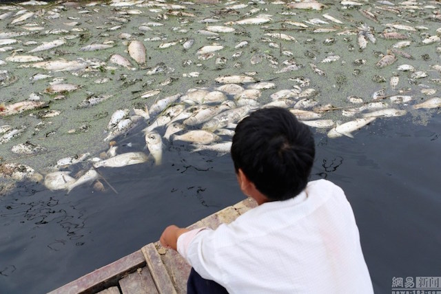 Ngư dân thất thần trước cảnh tượng hàng nghìn con cá chết trôi
