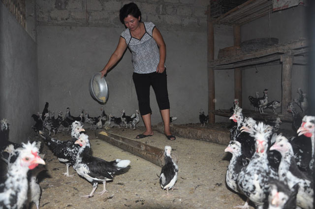 Người phụ nữ khởi nghiệp thành công ở tuổi 55 nhờ nuôi chim trĩ