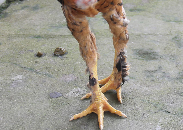 Con gà trống và phần lông phủ dưới chân nhìn từ phía trước.