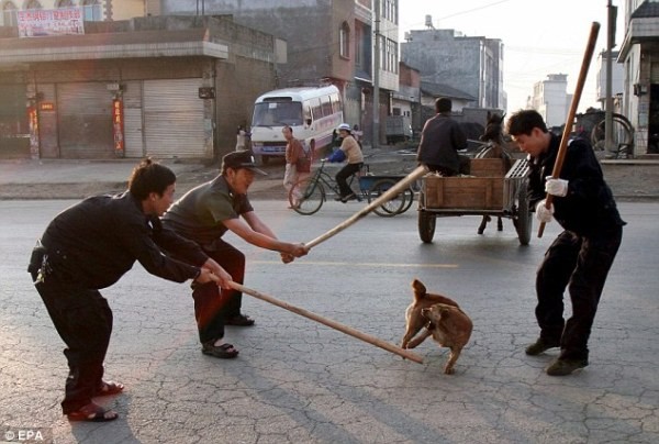 
Hình ảnh nhân viên công vụ Trung Quốc dùng gậy để đập một chú chó hoang.

