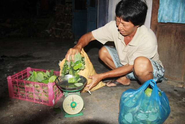 
Lượng lá sâm mà cha con anh Hải hái được sau một ngày đi rừng.
